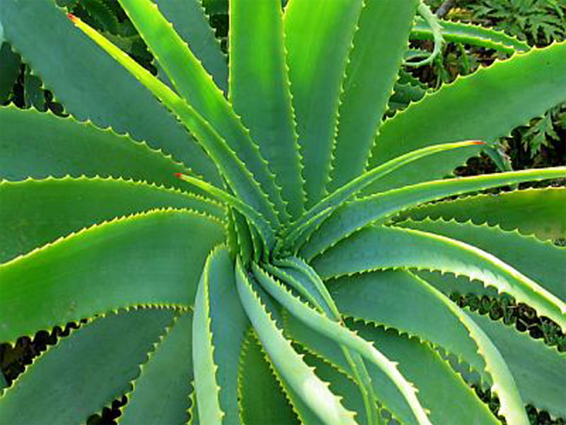 aloe vera gel for curly hair ORS Curls Unleashed Aloe Vera & Honey Texture Boosting Curl Jelly – CCK  Beauty Supply