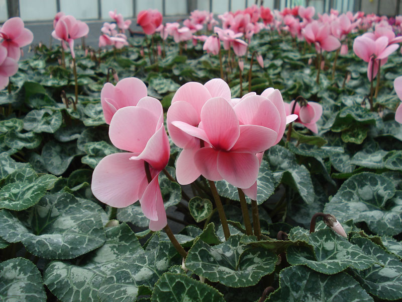 Zrinjevac - Sobna ciklama - Cyclamen persicum