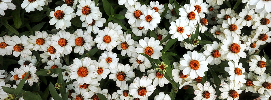 Bijelo cvijeće