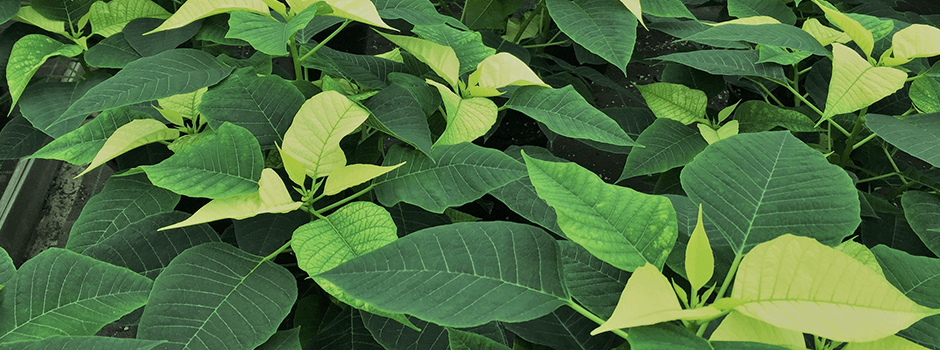 Zeleno lišće